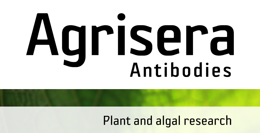 Agrisera MicroRNA相關(guān)研究植物蛋白抗體火熱促銷中！